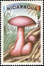 Xerocomus illudens