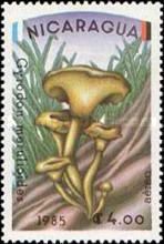Gyrodon merulioides