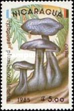 Tylophus plumbeoviolaceus