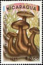 Gyroporus castaneus