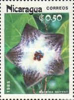 Matelea quirosii