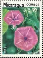 Ipomoea nil