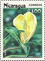 Lysichitum americanum