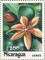 Clusia sp