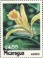 Vanilla planifolia