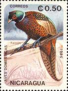 Ring-necked Pheasant (Phasianus colchicus)