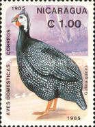 Helmeted Guineafowl (Numida meleagris)