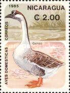 Swan Goose (Anser cygnoides)