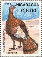 Domesticated Turkey (Meleagris gallopavo)
