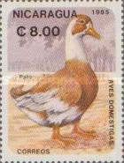 Domesticated Duck (Anas platyrhynchos domesticus)