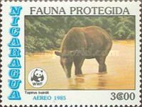 Central American Tapir  (Tapirus bairdii)