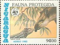 Central American Tapir  (Tapirus bairdii)