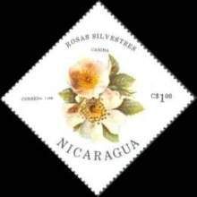 Rosa canina