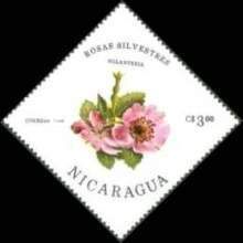 Rosa eglantine