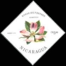 Redleaf Rose (Rosa rubrifolia)