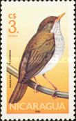 Orange-billed Nightingale-Thrush (Catharus aurantiirostris)