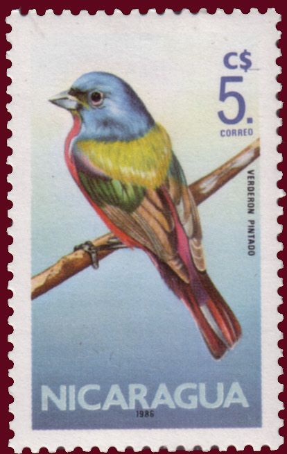Painted Bunting (Passerina ciris)