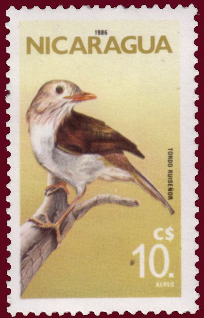 Ruddy-capped Nightingale-Thrush (Catharus frantzii)
