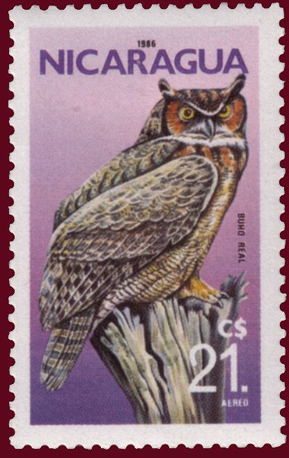 Great Horned Owl (Bubo virginianus)