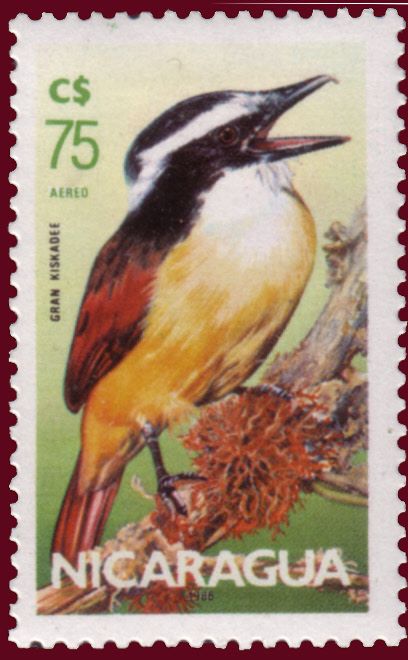 Great Kiskadee (Pitangus sulphuratus)
