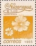 Tagetes erecta