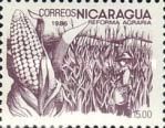 Corn and cornfield