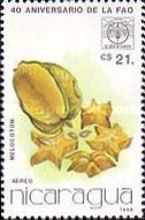 Starfruit (Melocoton)