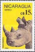 White Rhinoceros (Ceratotherium simum)