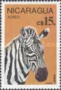 Zebra (Equus zebra sp.)