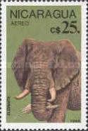 African Elephant (Loxodonta africana)
