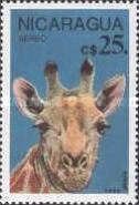 Giraffe (Giraffa camelopardalis)