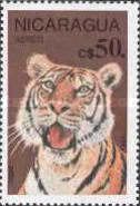 Tiger (Panthera tigris)