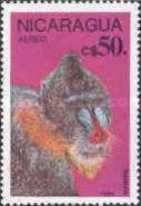 Mandrill (Mandrillus sphinx)