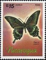 Alpine Black Swallowtail (Papilio maackii)