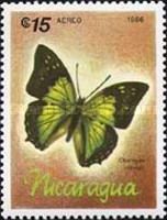 Emperor Butterfly (Charaxes nitebis)