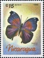 Lilac Beauty (Salamis cacta)