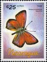 Butterfly (Palaeochrysophonus hippothoe)