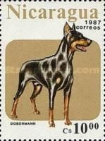 Doberman Pinscher (Canis lupus familiaris)