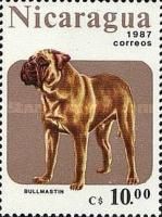 Bull Mastiff (Canis lupus familiaris)