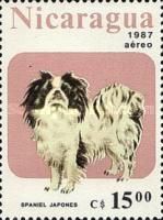 Japanse Spaniel (Canis lupus familiaris)