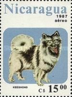 Keeshond (Canis lupus familiaris)