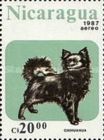 Chihuahua (Canis lupus familiaris)