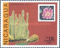 Lophocereus schottii