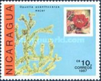 Opuntia acanthocarpa major