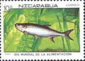 Atlantic Tarpon (Tarpon atlanticus)