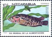Jaguar Cichlid (Cichlasoma managuense)