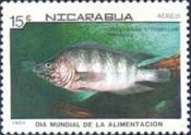 Midas Cichlid (Cichlasoma citrimellum)