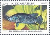 Cichlid (Cichlasoma dowi)