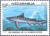 Bull Shark (Carcharhinus leucas)