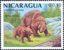 Brown Bear (Ursus arctos)